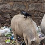 Schweine im Müll